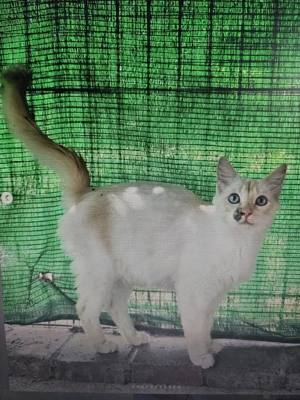 wunderschöne junge Katze Nova sucht ein schönes Zuhause Bild 3