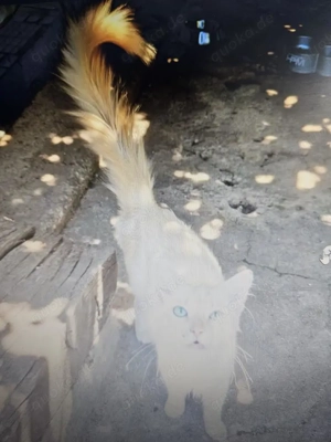 wunderschöne junge Katze Nova sucht ein schönes Zuhause Bild 2