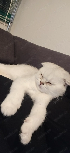 Charmanter verschmuster kater  Bild 3