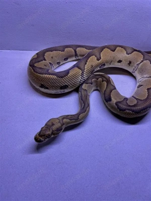 Königspython  Python regius 1.0 Blade Clown FÜR HAMM! Bild 2