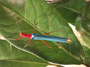 "Calvesia Khlongsokana dieser Art Eier zur abgabe"