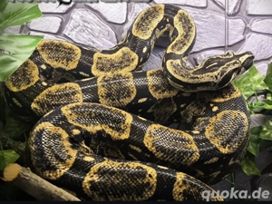 boa constrictor longicauda "high yellow" nz25