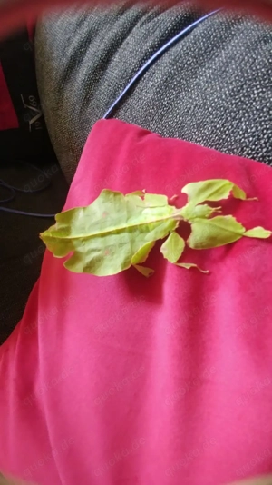 Phyllium giganteum Eier der Art