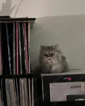 Ruhige Katze in Liebevolle Hände abzugeben