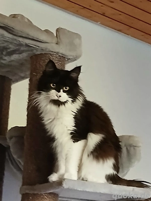 Meine Coon Katze mit Stammbaum 