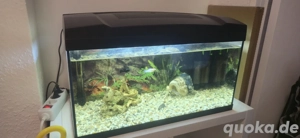 Aquarium 60 Liter komplett