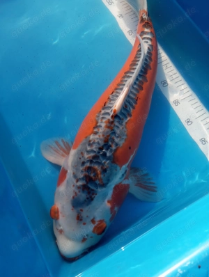 Dieser Shusui Koi  64 cm ist absolut überzeugend