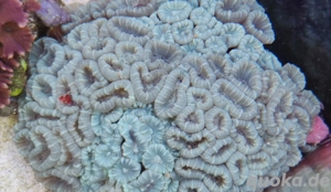 Caulastrea Mint - Muttertier