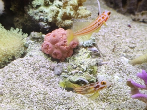 Yasha Grundeln (Paar) + Knallkrebs