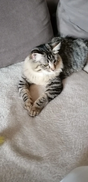 Suche Ragdoll Deckkater 