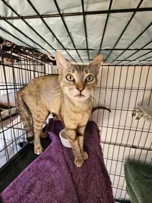 zarte junge Katze Margarita sucht ein liebevolles Zuhause