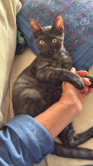 zuckersüßes kleines Katzen Duo Mandy und Milla sucht ein Zuhause Bild 4