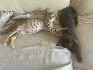 zuckersüßes kleines Katzen Duo Mandy und Milla sucht ein Zuhause Bild 8