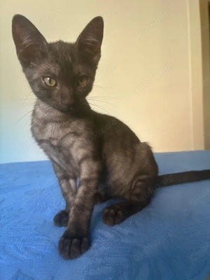 zuckersüßes kleines Katzen Duo Mandy und Milla sucht ein Zuhause Bild 2