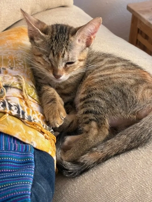 zuckersüßes kleines Katzen Duo Mandy und Milla sucht ein Zuhause Bild 9