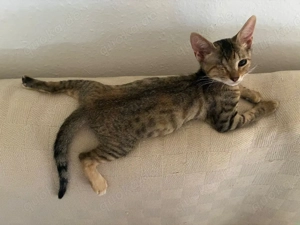 zuckersüßes kleines Katzen Duo Mandy und Milla sucht ein Zuhause Bild 6