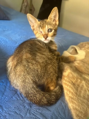 zuckersüßes kleines Katzen Duo Mandy und Milla sucht ein Zuhause Bild 5