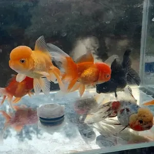 ORANDA MIX 10-12 cm 5 Stück nur 75,- Euro Goldfische, Schleierschwanz