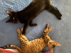 liebe kleine Katerchen Carlo und Bubu suchen zusammen ein tolles Zuhause