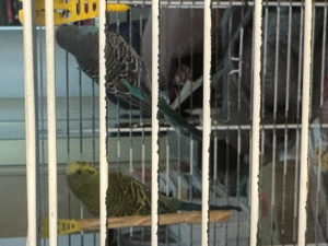 Zwei schöne Wellensittiche zu Verschenken