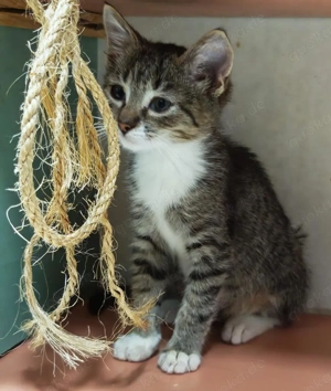 fröhlicher kleiner Kater Würstchen sucht ein Zuhause - am liebsten zusammen mit Kater Peterle