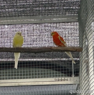 Singsittich NZ 21 Rubino