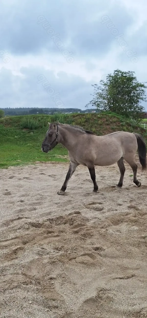 Schöner Konik als Beisteller abzugeben