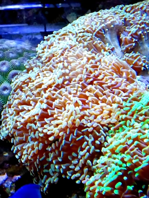 Korallenableger- Fimbriaphyllia paraancora " Golden Nugget "
