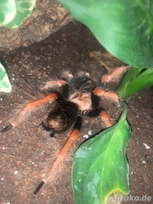 Brachypelma boehmei Vogelspinne