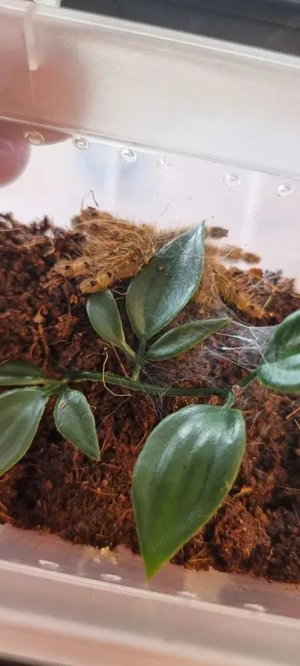 Stromatopelma calceatum