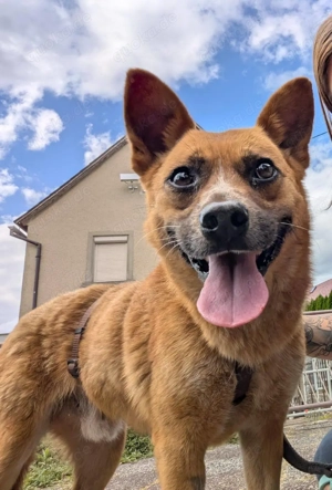 KNOPPERS sucht seine Menschen!