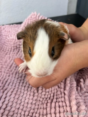 Meerschweinchen Jungtiere