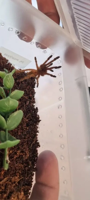 Pterinochilus murinus