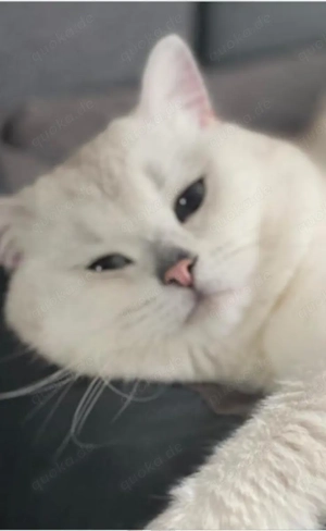 Britisch Kurzhaar (BKH) Kitten abzugeben