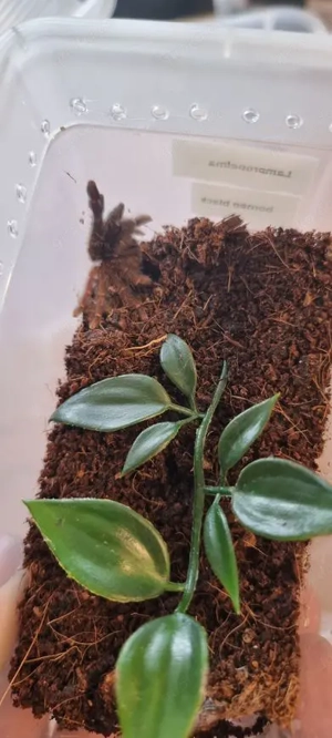 Lampropelma sp. "Borneo Black"