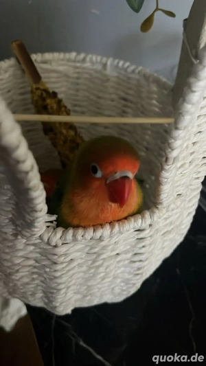 junge Pfirsichköpfchen