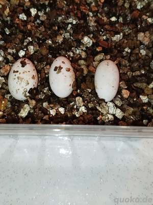 Suche befruchtete Eier von Leopardgeckos und Kronengeckos 