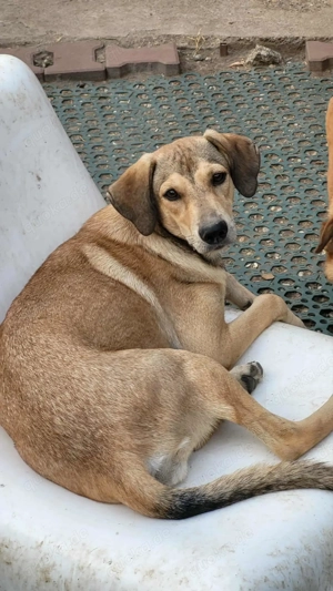 NORA - ist bereit für Abenteuer (wartet in Rumänien)