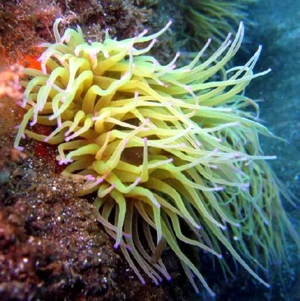 Anemone in verschiedenen Farben