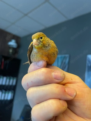 Kanarienvögel, bitte lesen