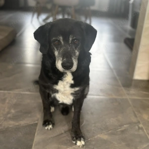 Pawo, liebenswerter Labrador Mix Bild 2