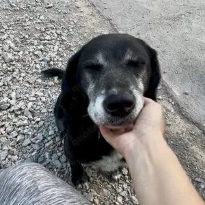 Pawo, liebenswerter Labrador Mix Bild 3