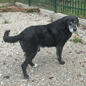 Pawo, liebenswerter Labrador Mix Bild 4