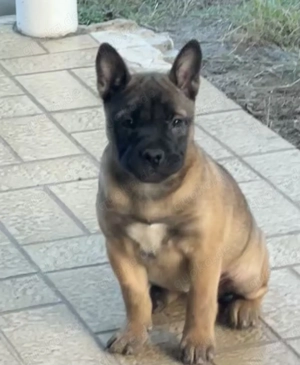 Shiba Inu- Bulldoggen- Mix