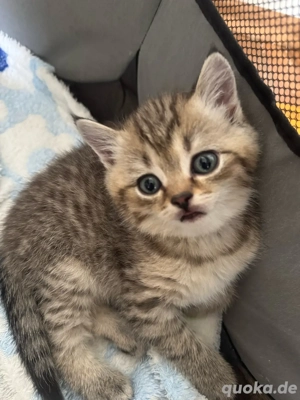 zum Verkaufen drei süsse BKH Kitten