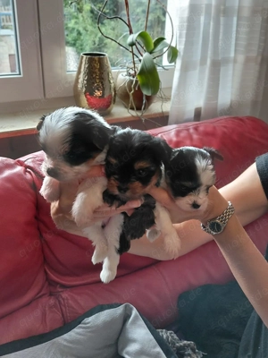 Yorkshire Terrier Welpen