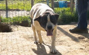 Sanftmütige Miley sucht Zuhause