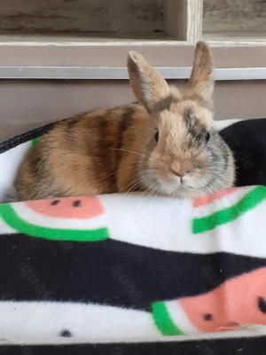 2 Kaninchen Mädchen + Zubehör 