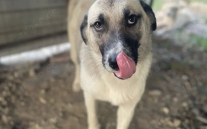 Wirbelwind Monty sucht sein Gegenstück