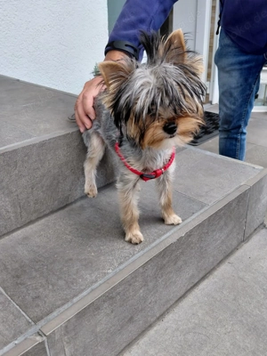 Yorkshire Terrier 6 Monate alt